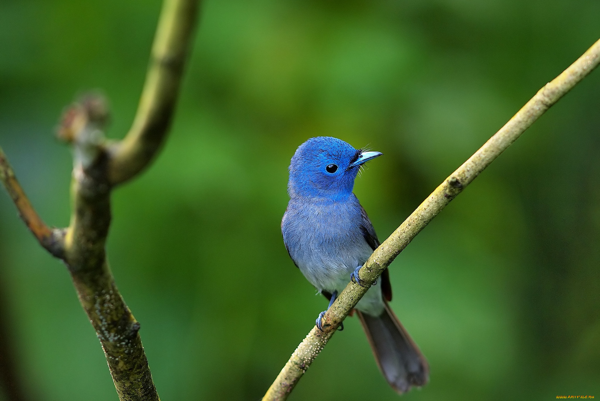 Маленькая синяя птичка название